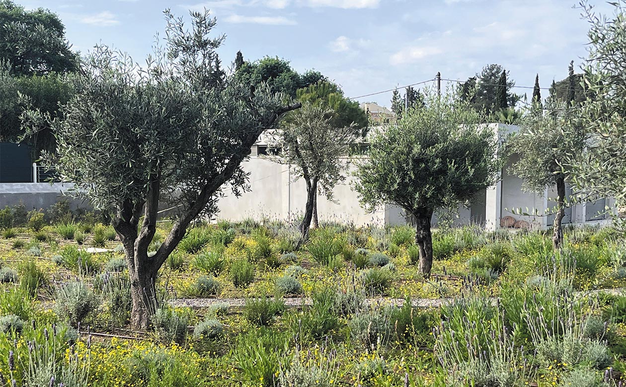 CORFU GREEN WAY O.E.H: "ΠΡΑΣΙΝΗ ΕΠΑΝΑΣΤΑΣΗ"